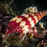 Mitridae 01